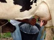 Produtores de leite em Alagoas enfrentam séria crise