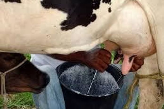 Produtores de leite em Alagoas enfrentam séria crise