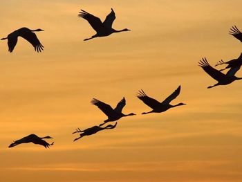 Resultado de imagem para REVOADA NA CÃMARA MUNICIPAL