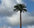 Torre de celular em formato de coqueiro chama atenção na Praia do Patacho