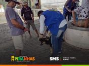 Prefeitura de Piranhas realiza testes rápidos em cães para prevenir calazar