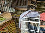 Fiscalização ambiental apreende mais de 670 aves silvestres e caranguejos no Agreste alagoano