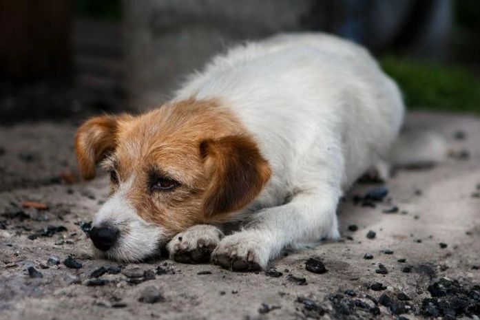 Animais são abandonados em Maceió
