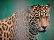 Onça foge e zoológico de Brasília é evacuado