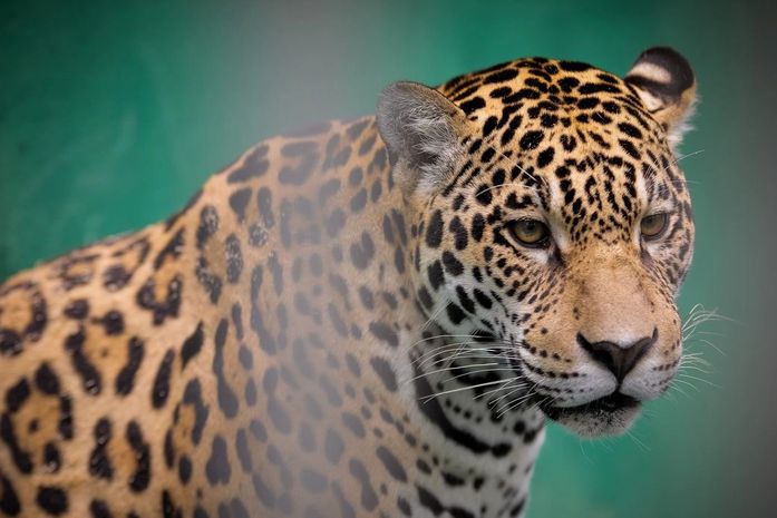 Onça foge e zoológico de Brasília é evacuado