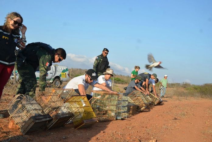 Soltura de aves no Sertão