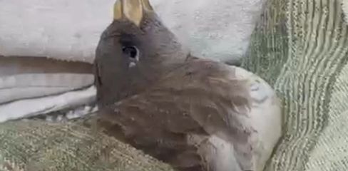 Ave marinha recolhida em praia