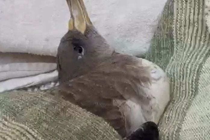 Ave marinha recolhida em praia