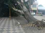 Árvore tomba e cai em cima de ponto de ônibus