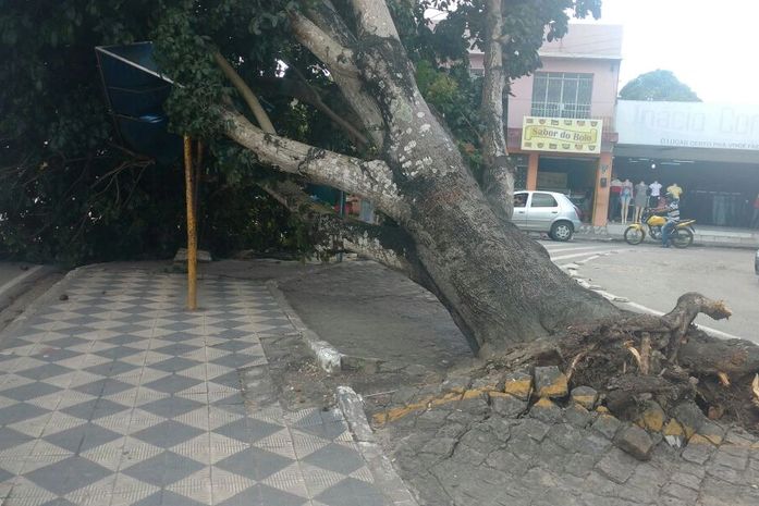 Árvore tomba e cai em cima de ponto de ônibus