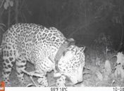 Número de onças-pintadas volta a crescer na Mata Atlântica, diz censo