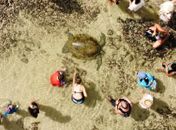 Tartaruga fica presa em piscina natural na Praia da Ponta Verde
