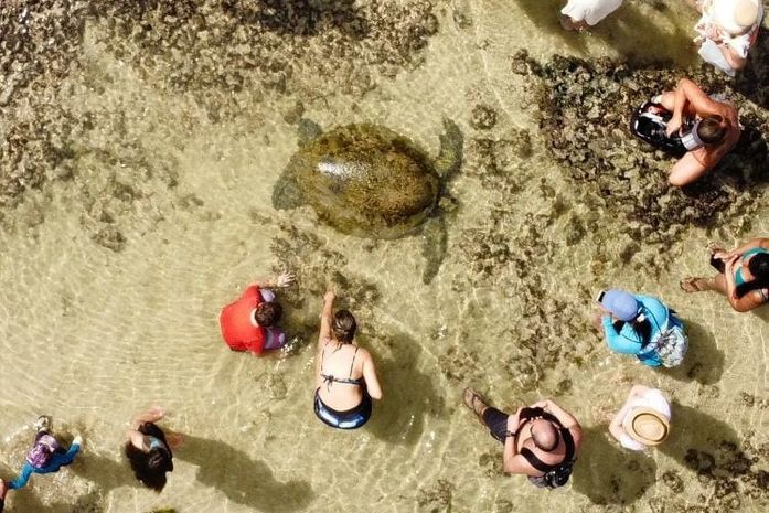 Tartaruga fica presa em piscina natural na Praia da Ponta Verde