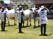 Expoagro/AL faz pista 'pesada' nos julgamentos 