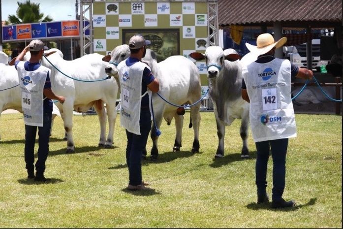 Expoagro/AL faz pista 'pesada' nos julgamentos