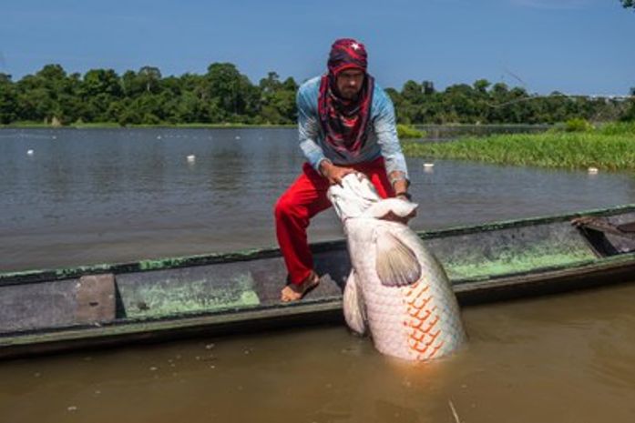 Pesquisa investiga como povos da floresta atuam na conservação da Amazônia