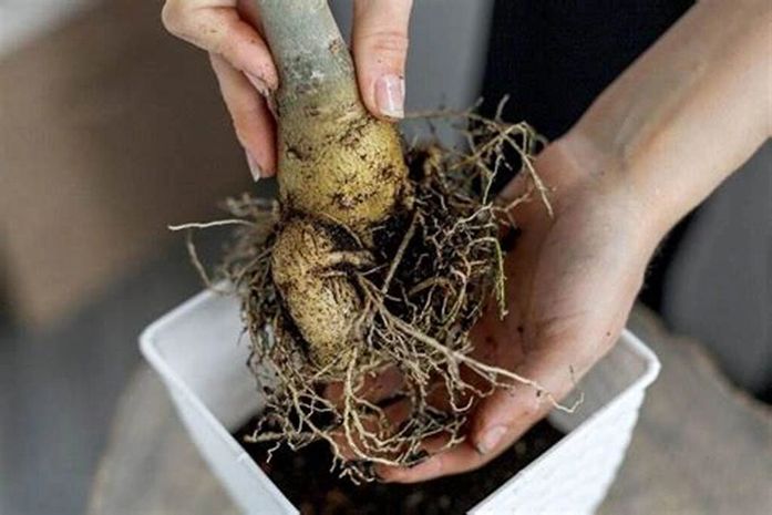 Nadja trouxe uma muda de Baobá, lá das Minas Gerais. É massa, né, João Henrique?