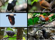 Exposição Aves de Alagoas “pousa” na Casa da Cultura nesta quinta (20)