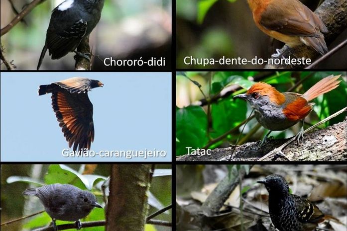 Exposição Aves de Alagoas “pousa” na Casa da Cultura nesta quinta (20)