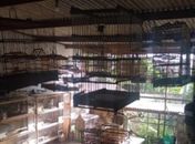 Pássaros estavam eram mantidos em gaiolas e viveiros e seriam comercializados posteriormente.