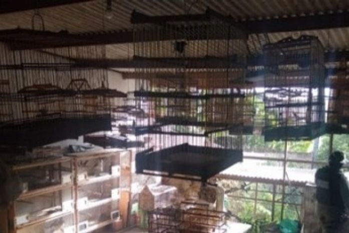 Pássaros estavam eram mantidos em gaiolas e viveiros e seriam comercializados posteriormente.