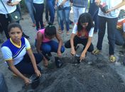 Mudas da planta que combate o mosquito da dengue são produzidas por alunos miguelenses