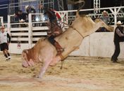 Rodeios e Vaquejadas: Dois pesos e duas medidas?