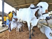 70º Expoagro/AL será adequada ao novo normal