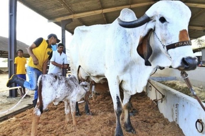 70º Expoagro/AL será adequada ao novo normal