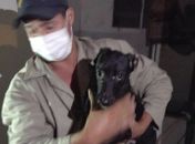 Maus-tratos: Zoonoses resgata oito cães de apartamento 