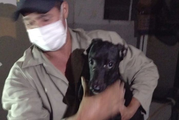 Maus-tratos: Zoonoses resgata oito cães de apartamento