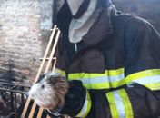 Cabra e oito porquinhos-da-índia são resgatados durante incêndio em residência