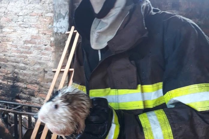 Cabra e oito porquinhos-da-índia são resgatados durante incêndio em residência