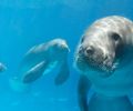 VÍDEO: Passeios do peixe-boi no litoral Norte de AL seguem normalmente após mortes de animais