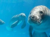 VÍDEO: Passeios do peixe-boi no litoral Norte de AL seguem normalmente após mortes de animais