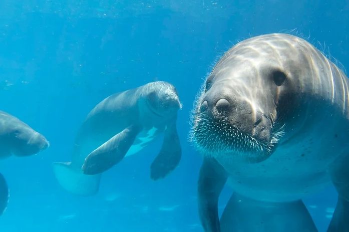 VÍDEO: Passeios do peixe-boi no litoral Norte de AL seguem normalmente após mortes de animais