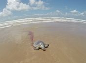 Tartarugas encontradas mortas no Pontal do Peba