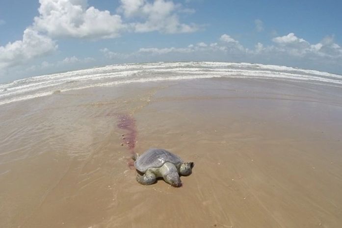 Tartarugas encontradas mortas no Pontal do Peba
