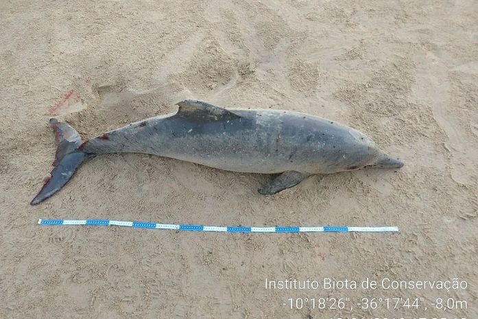 Animais foram encontrados distantes 150 metros um do outro.