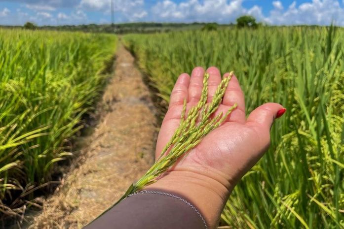 Alagoas Mais Arroz apresenta resultado positivo em novas variedades implantadas no Baixo São Francisco