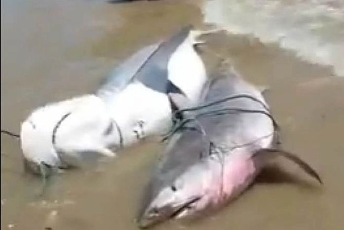 Três tubarões são capturados por pescadores no Pontal do Peba em Piaçabuçu