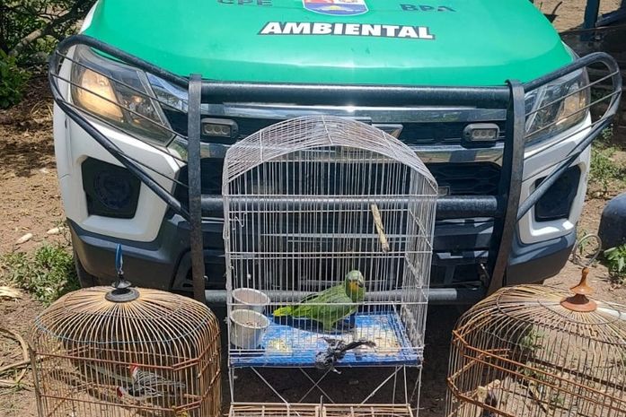 BPA apreende aves silvestres e flagra comércio ilegal de caranguejos