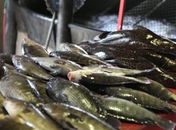 Feira do Peixe em Marechal Deodoro