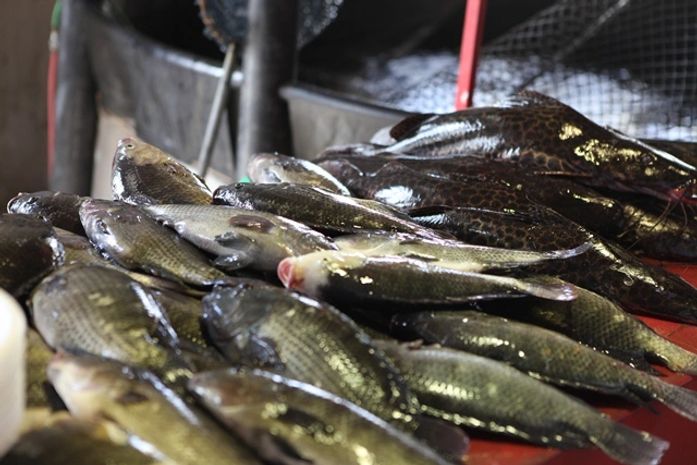 Feira do Peixe em Marechal Deodoro