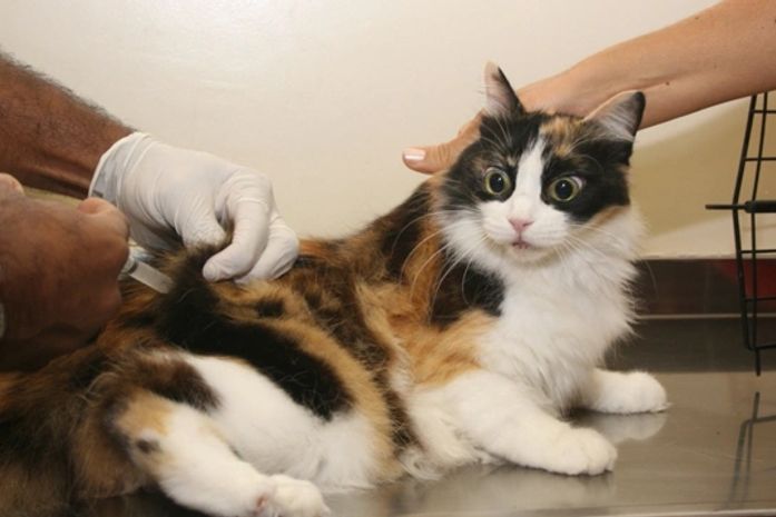 Antirrábica: SMS divulga locais de vacinação do 2º Dia D