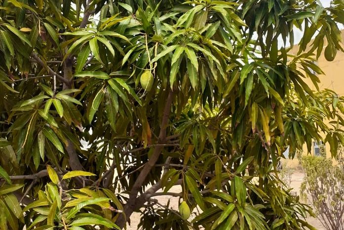 Meu vizinho plantou duas mangueiras e as regava com o zelo de jardineiro dedicado.