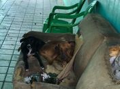Animais abandonados foram resgatados e levados à Unidade de Vigilância em Zoonoses
