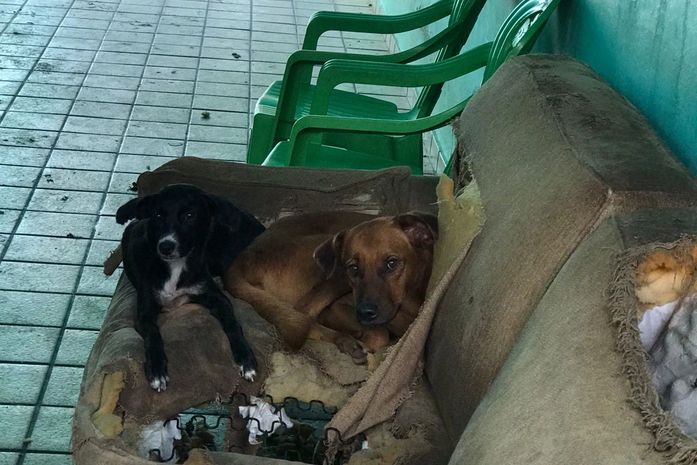 Animais abandonados foram resgatados e levados à Unidade de Vigilância em Zoonoses