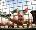 Alagoas lidera crescimento nacional no rebanho suíno; bovinos aumentam 7% 