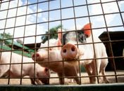 Alagoas lidera crescimento nacional no rebanho suíno; bovinos aumentam 7% 